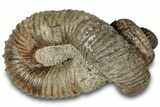 Fossil Heteromorph (Nostoceras) Ammonite - Madagascar #314942-1